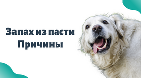 У собаки пахнет из пасти. Причины