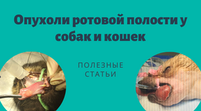 Опухоли в ротовой полости у собак и кошек