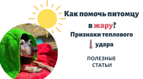 Помощь питомцу в жару. Признаки теплового удара
