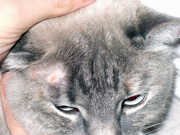 Лишай у кошек и котов